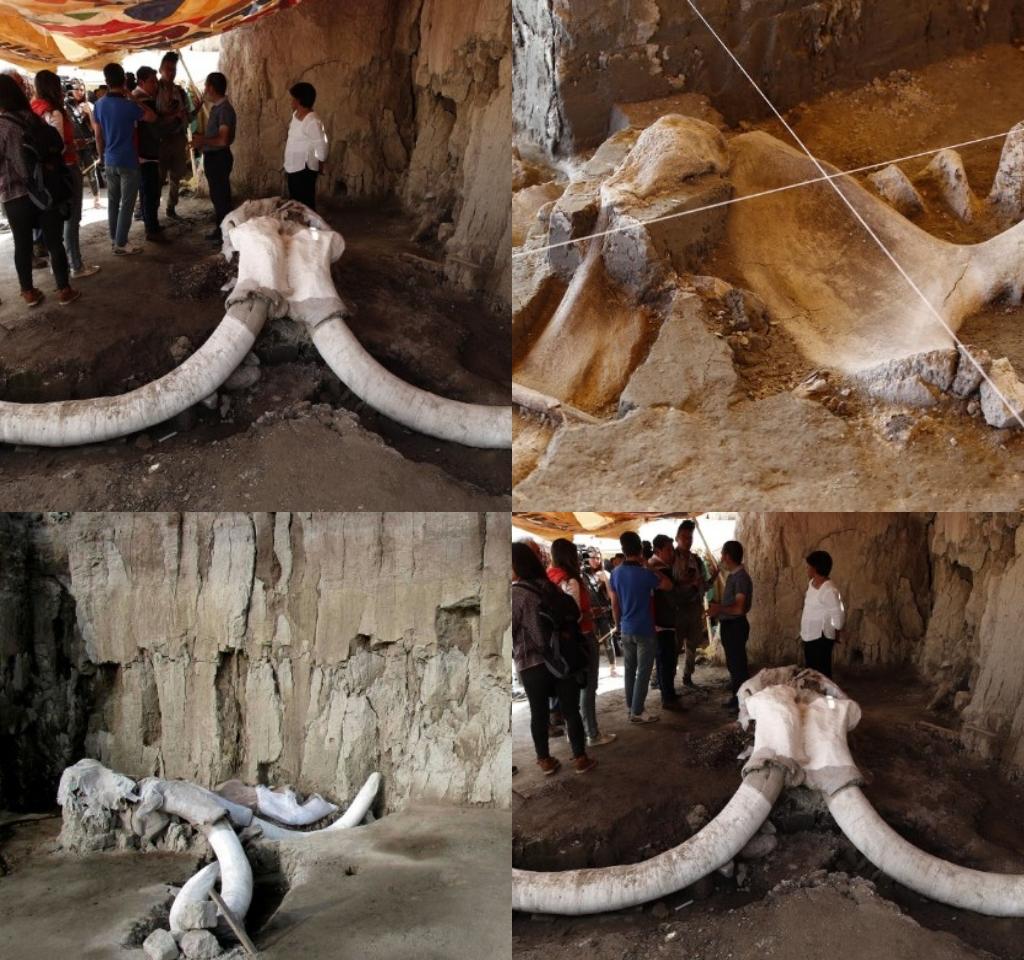 Dozens Of Mammoth Remains Found After 15,000 Years. 2 » Best Tech News, Gadgets, FinTech and Telco news.