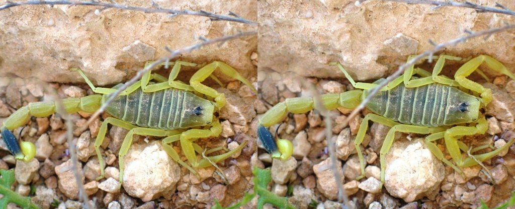 Scorpion Venom Is The Most Expensive Liquid In The World - $39m Per Gallon. 1 » Tech And Scholarship Updates