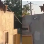 Xmas Cow Refuses Knife 'Flies' To The Roof