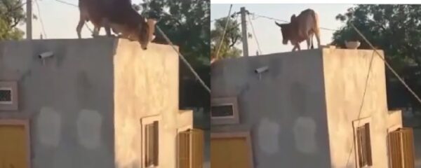 Xmas Cow Refuses Knife 'Flies' To The Roof
