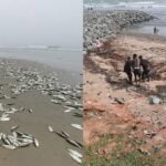 Dolphins Swept Ashore Across The Shores Of Ghana