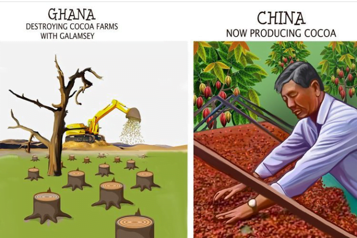China Cocoa Production: A Machine That Processes In The Farm