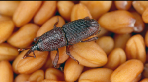 How To Prevent Weevils From Attacking Foodstuffs