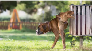 5 Coded Behaviours Of Dogs You Don't Know
