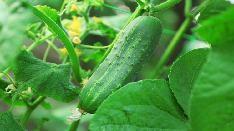 Is Cucumber A Fruit Or A Vegetable? Unraveling The Culinary Conundrum